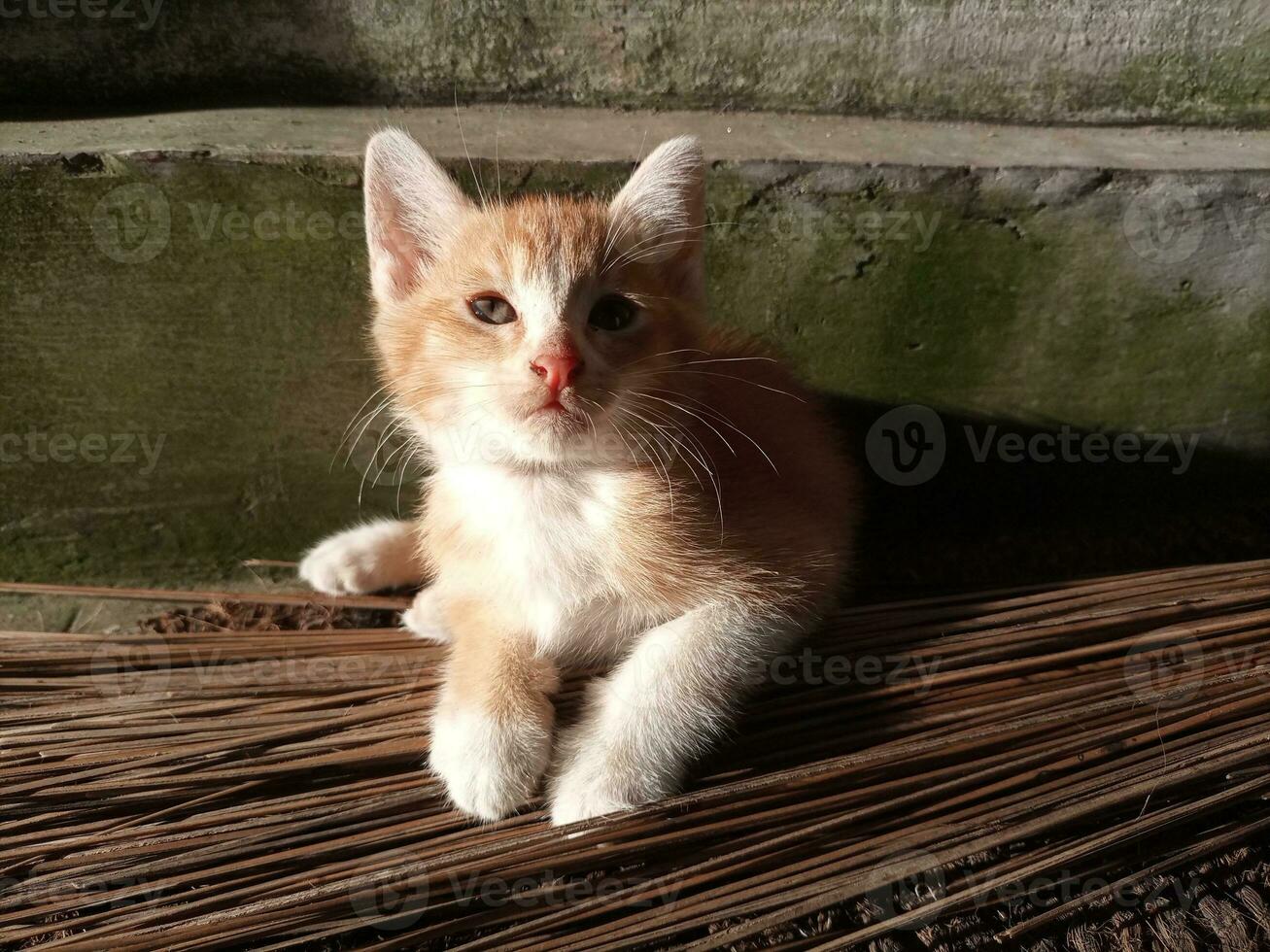 söt katt med brun päls foto