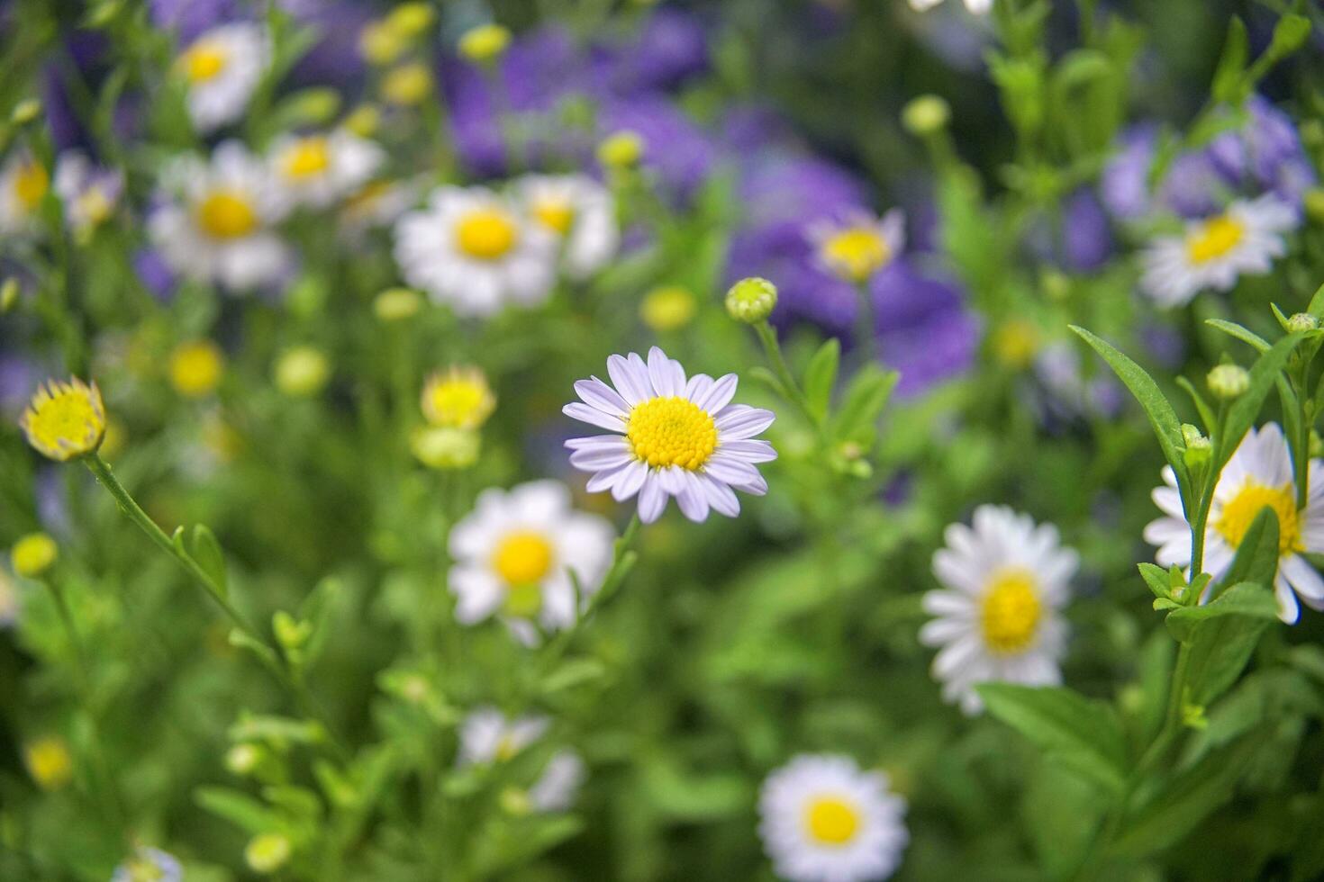 selektiv fokus blommande av prästkragar. kamomill i de äng. dox-eye, allmänning tusensköna, hund tusensköna, måne daisy. oxeye tusensköna, leukantemum vulgärt, vår eller sommar natur scen. trädgårdsarbete begrepp foto