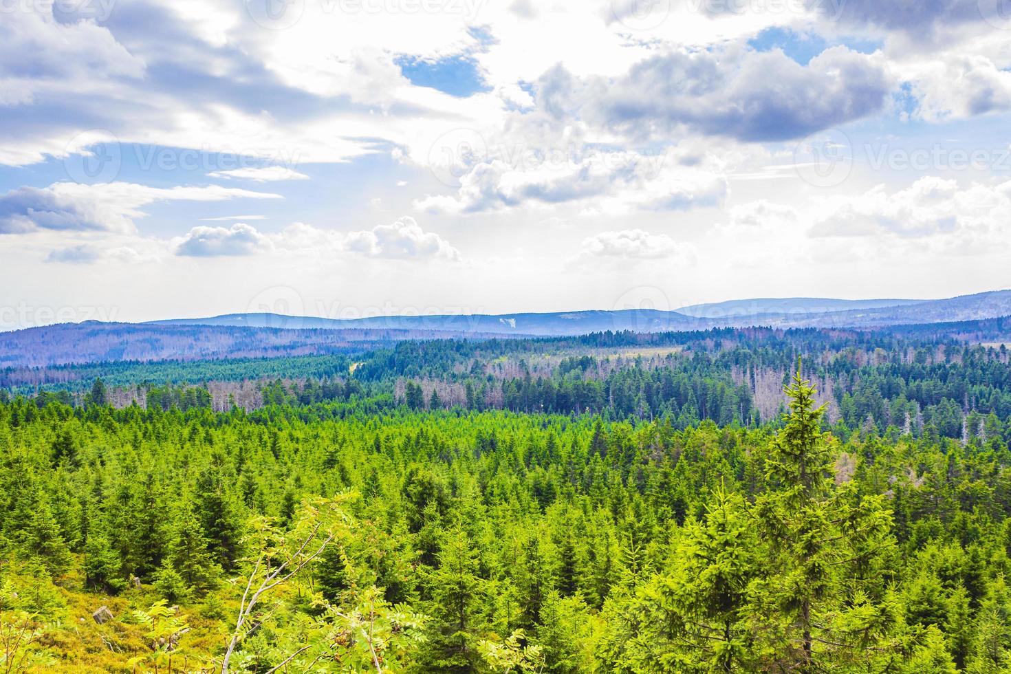 skog med döda granar brocken bergstopp harz tyskland foto