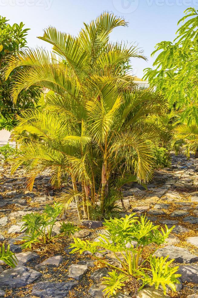 palmer kokospalmer soluppgång kanarie spanska ön tenerife afrika. foto