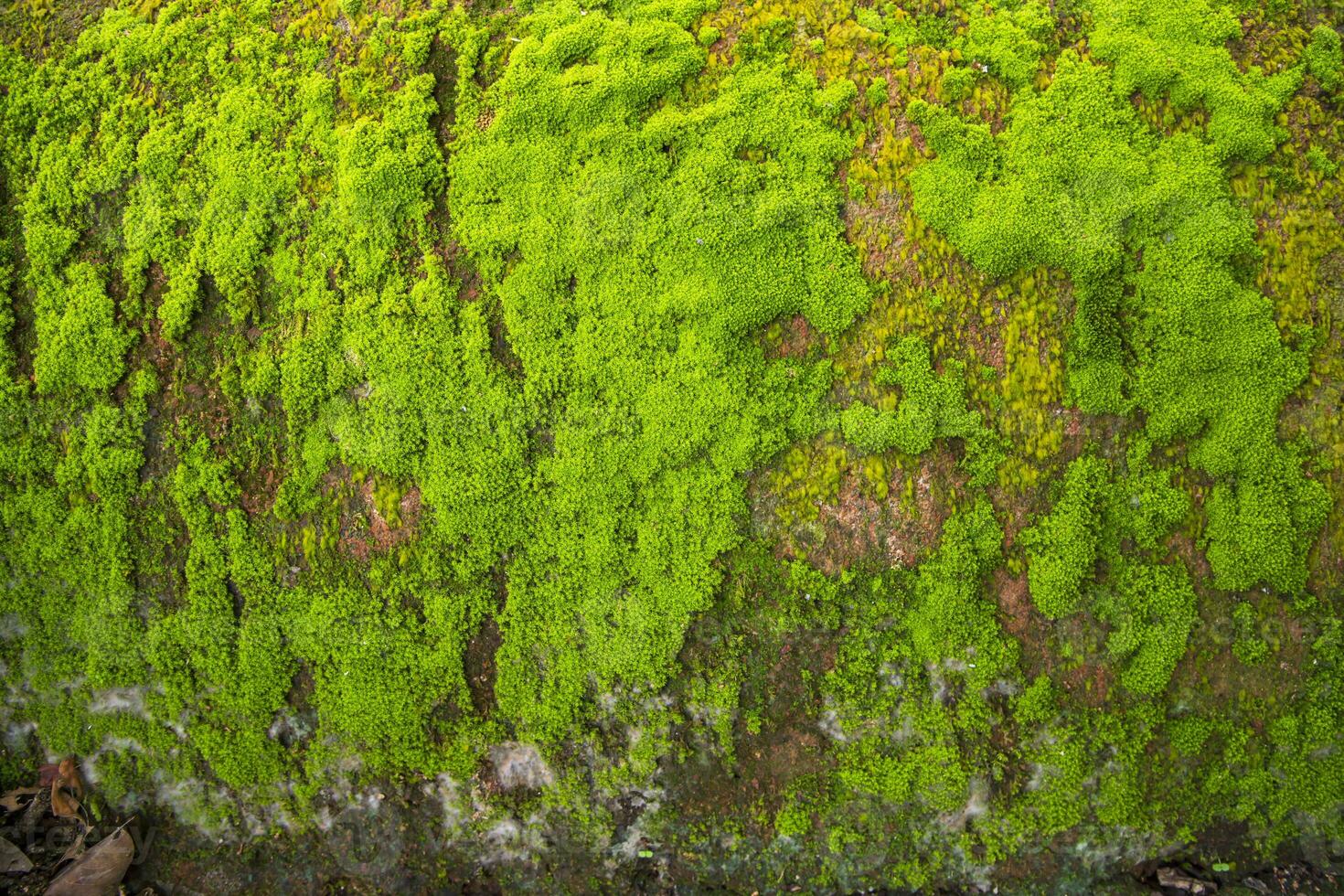 svampar grön mossa gammal betong vägg abstrakt textur bakgrund tapet. rostig, grungy, grynig årgång bakgrund foto