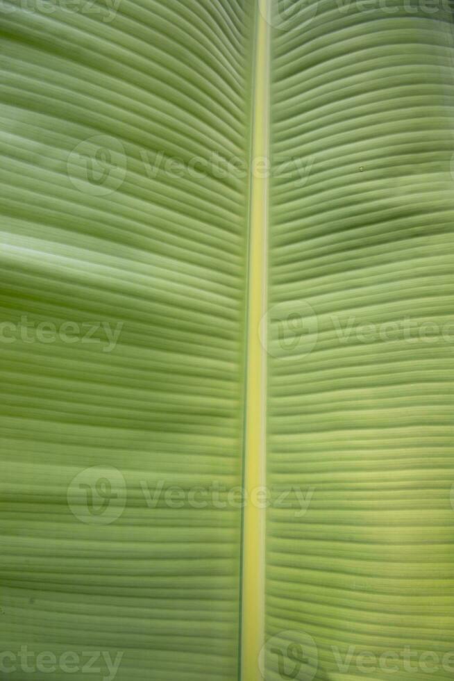 naturlig grön banan löv mönster abstrakt textur bakgrund tapet foto