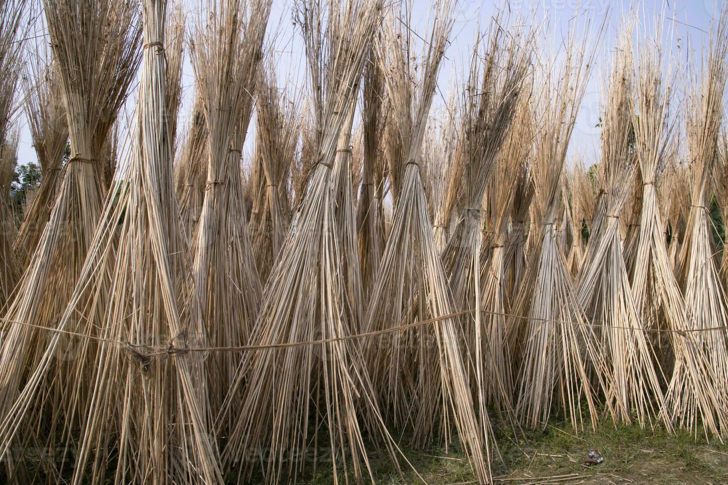 många jute pinnar är staplade för Sol torkning på sadarpur, faridpur, bangladesh. ett och endast jute odling är i faridpur, bangladesh foto