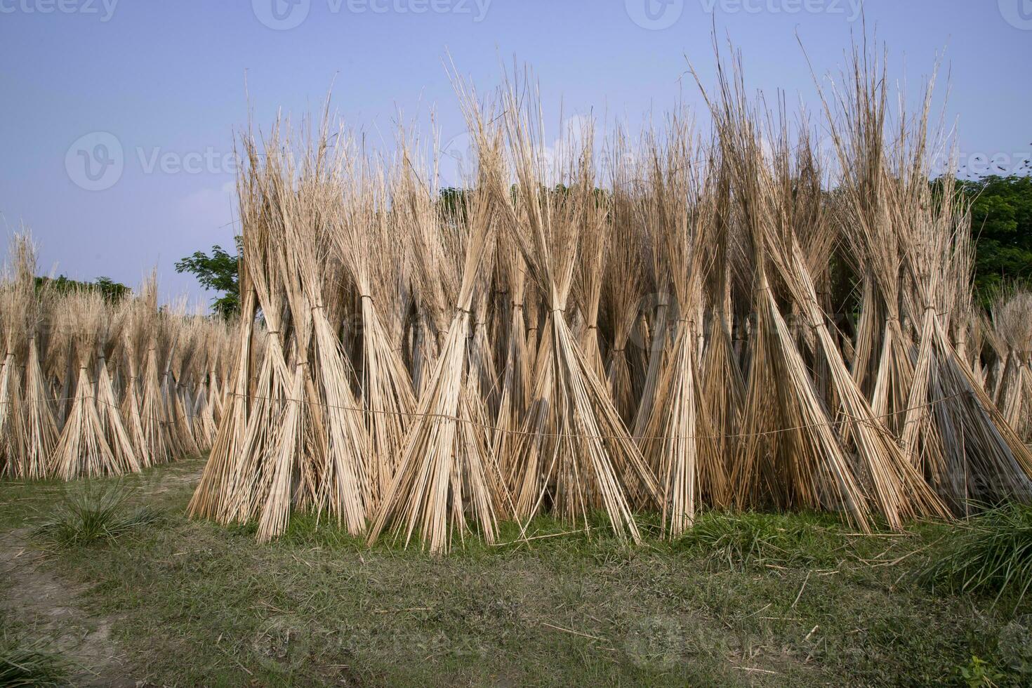 många jute pinnar är staplade för Sol torkning på sadarpur, faridpur, bangladesh. ett och endast jute odling är i faridpur, bangladesh foto