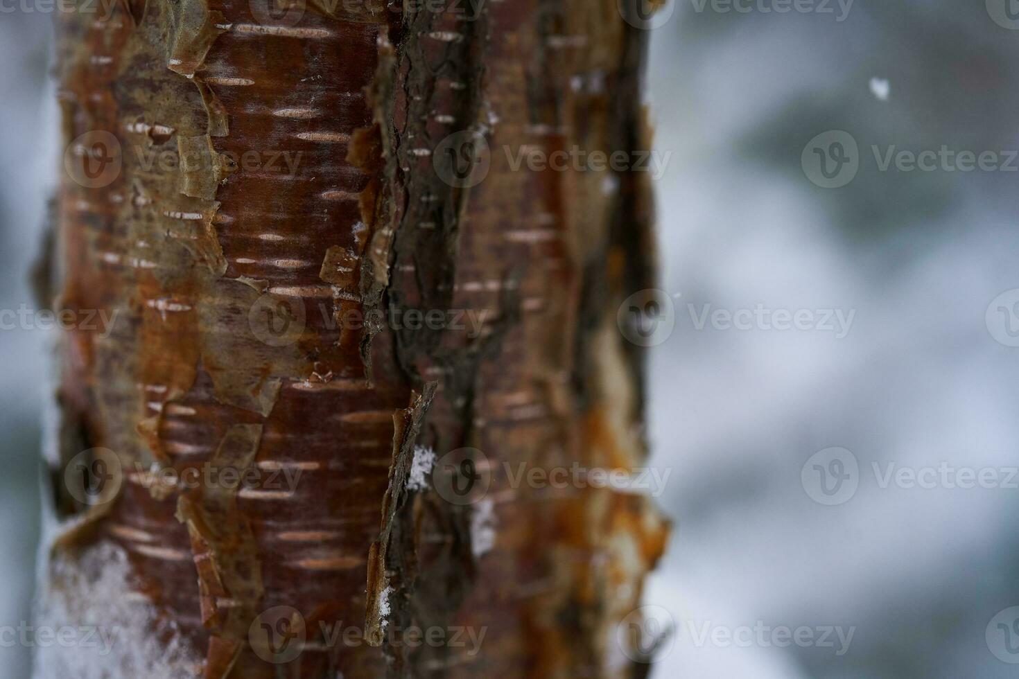 en träd trunk täckt med vit fluffig snö. bakgrund. foto