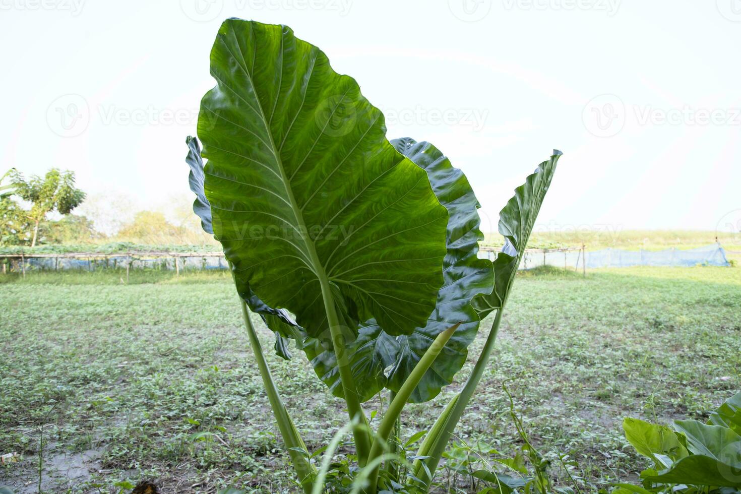 grön alocasia eller elefant öra träd växt naturlig textur bakgrund foto