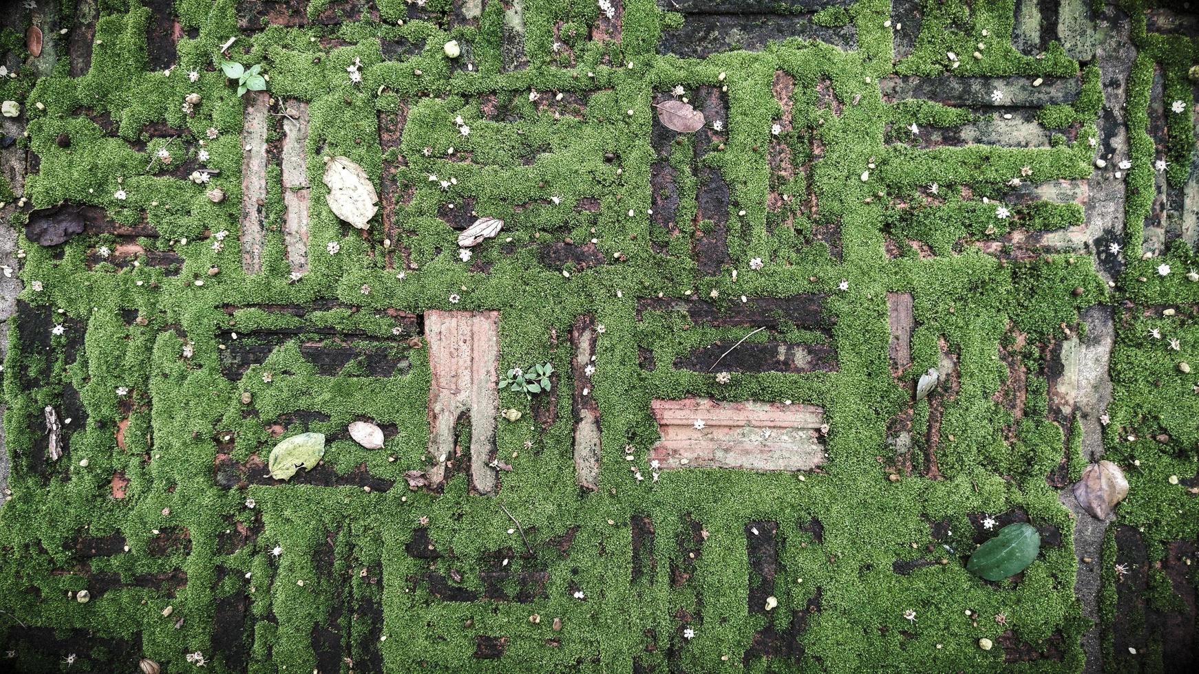 konsistens av gammal tegelsten med grön mossa foto