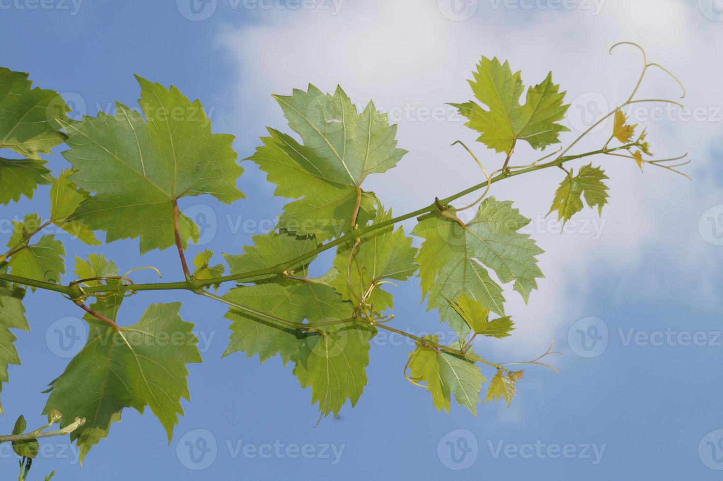 vitvinsdruvor och blad foto