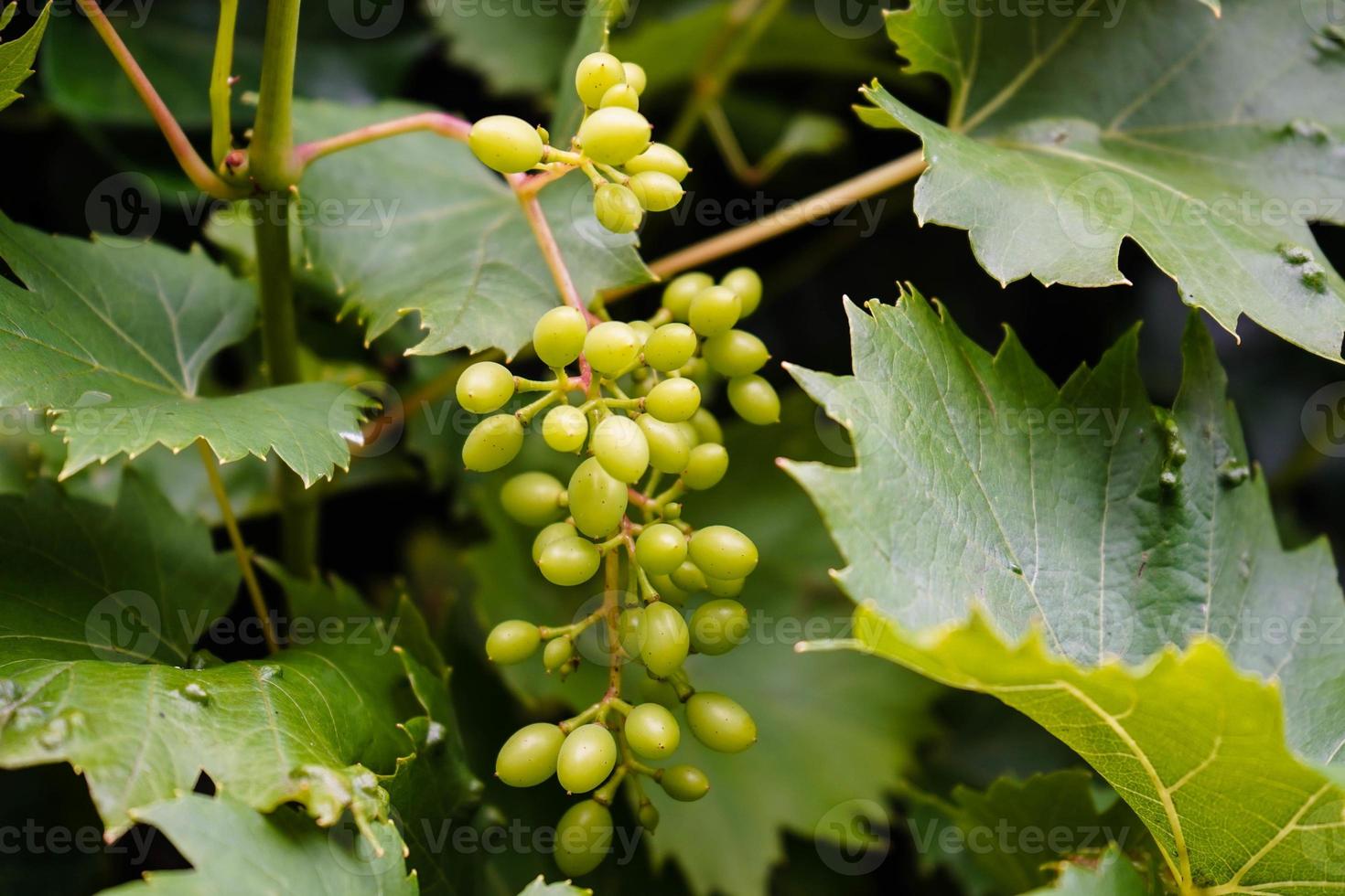 vitvinsdruvor och blad foto