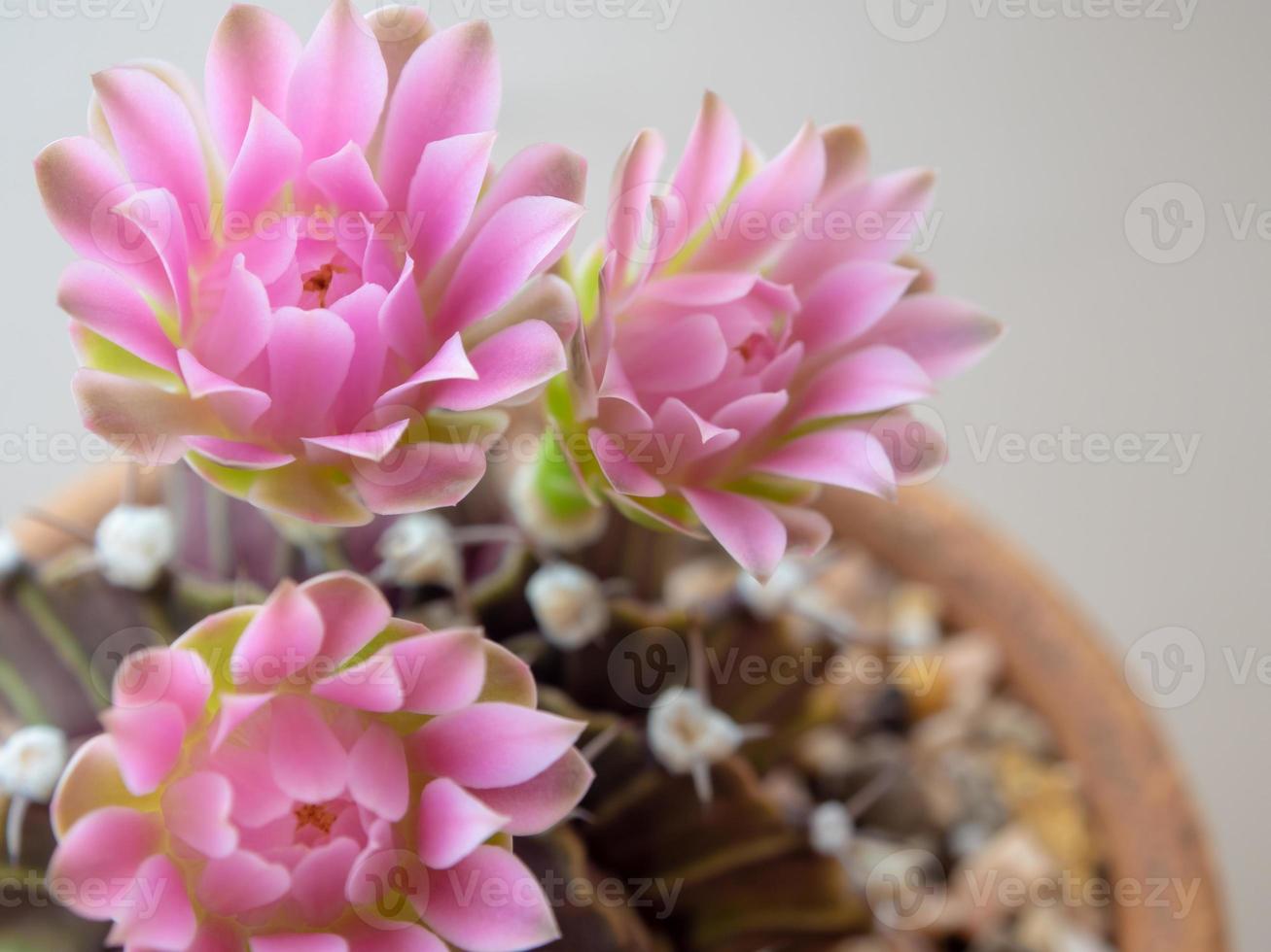 grupp gymnocalycium kaktusblomma rosa delikat kronblad foto