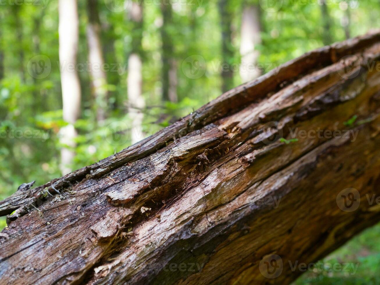 stänga upp se av de skog av en stor logga foto