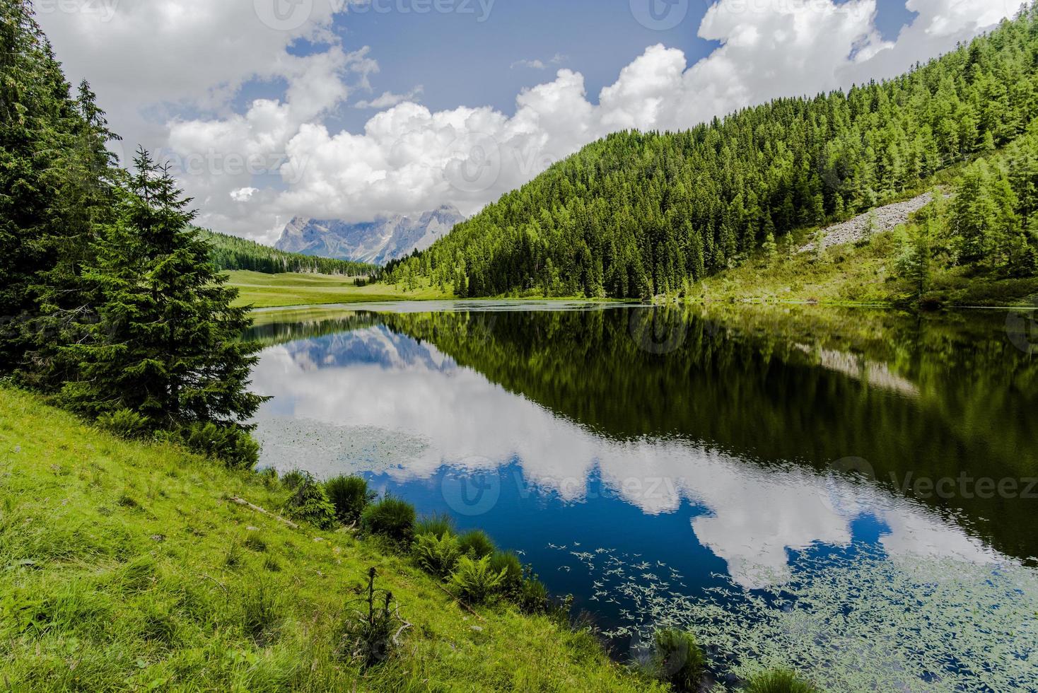 Dolomiterna reflekteras i Calaita -sjön och betesmarker med kor i San Martino di Castrozza, Trento, Italien foto