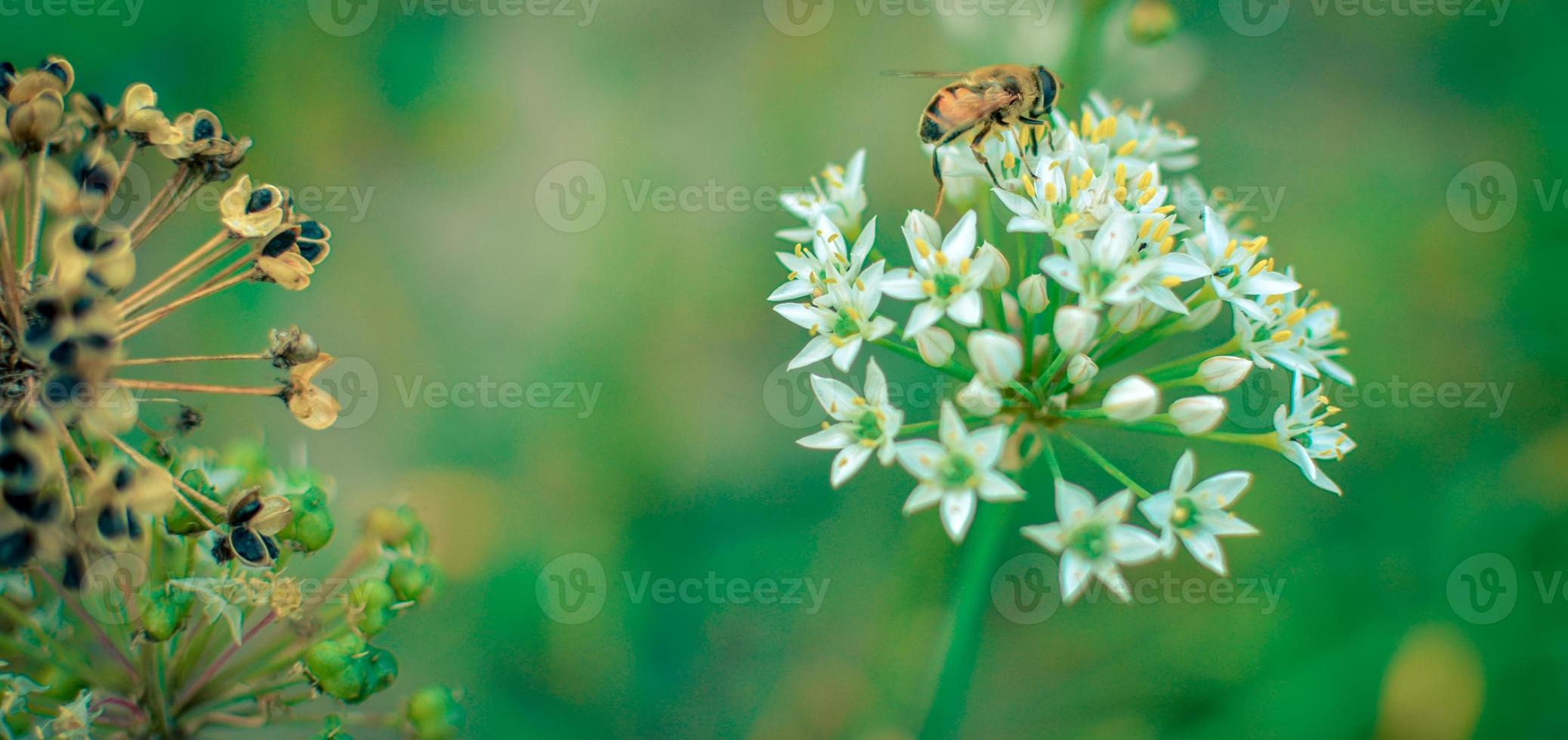 litet vildbi på blommande vild vitlök allium ursinum foto