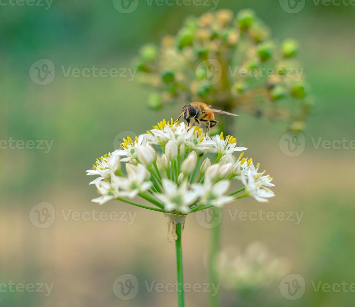 litet vildbi på blommande vild vitlök allium ursinum foto