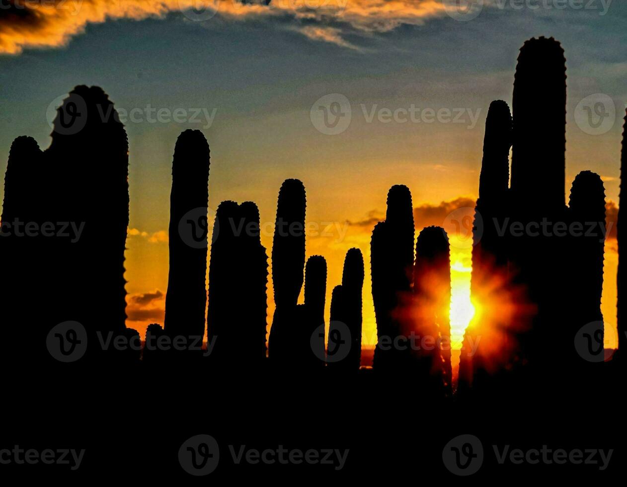 solnedgång Bakom de kaktus växter foto