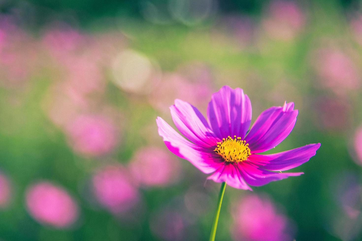 kosmosblommor med mjuk naturlig bakgrund foto