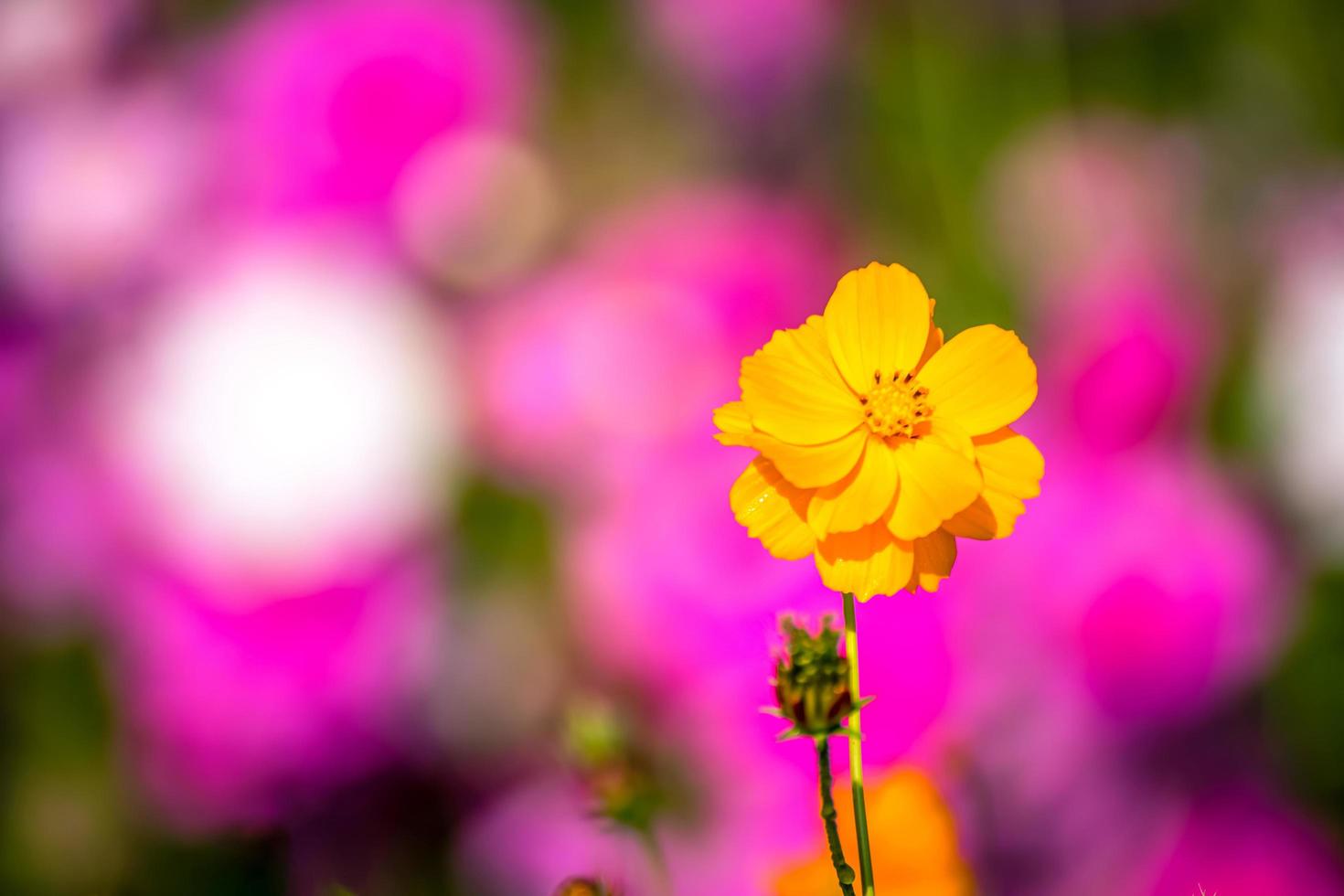 vackra kosmosblommor. foto