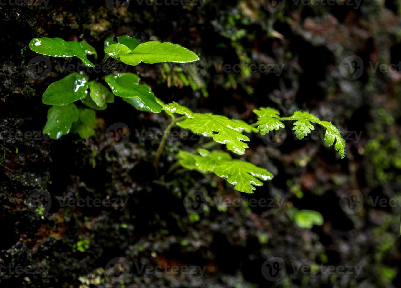 friskhet små ormbunksblad med mossa och alger i den tropiska trädgården foto