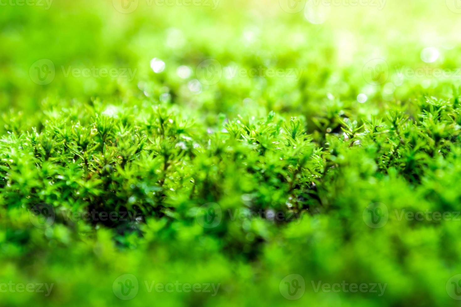 friskhet grön mossa som växer på golvet med vattendroppar i solljuset foto