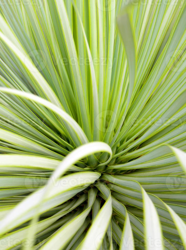 saftig yucca växt torn och detalj på löv av smalbladig yucca foto