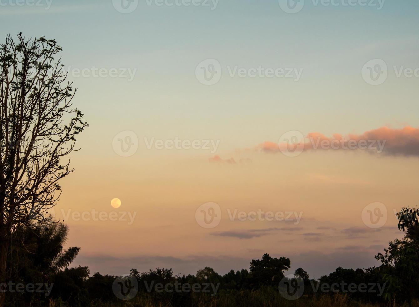 silhuetträd och fullmåne på kvällshimlen foto