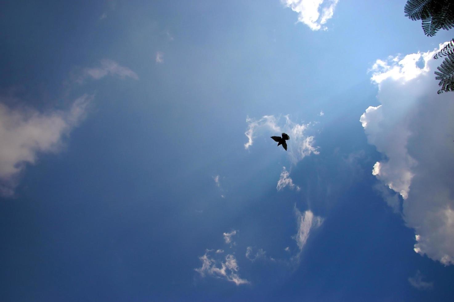silhuett av fågel yngel under den blå himlen foto