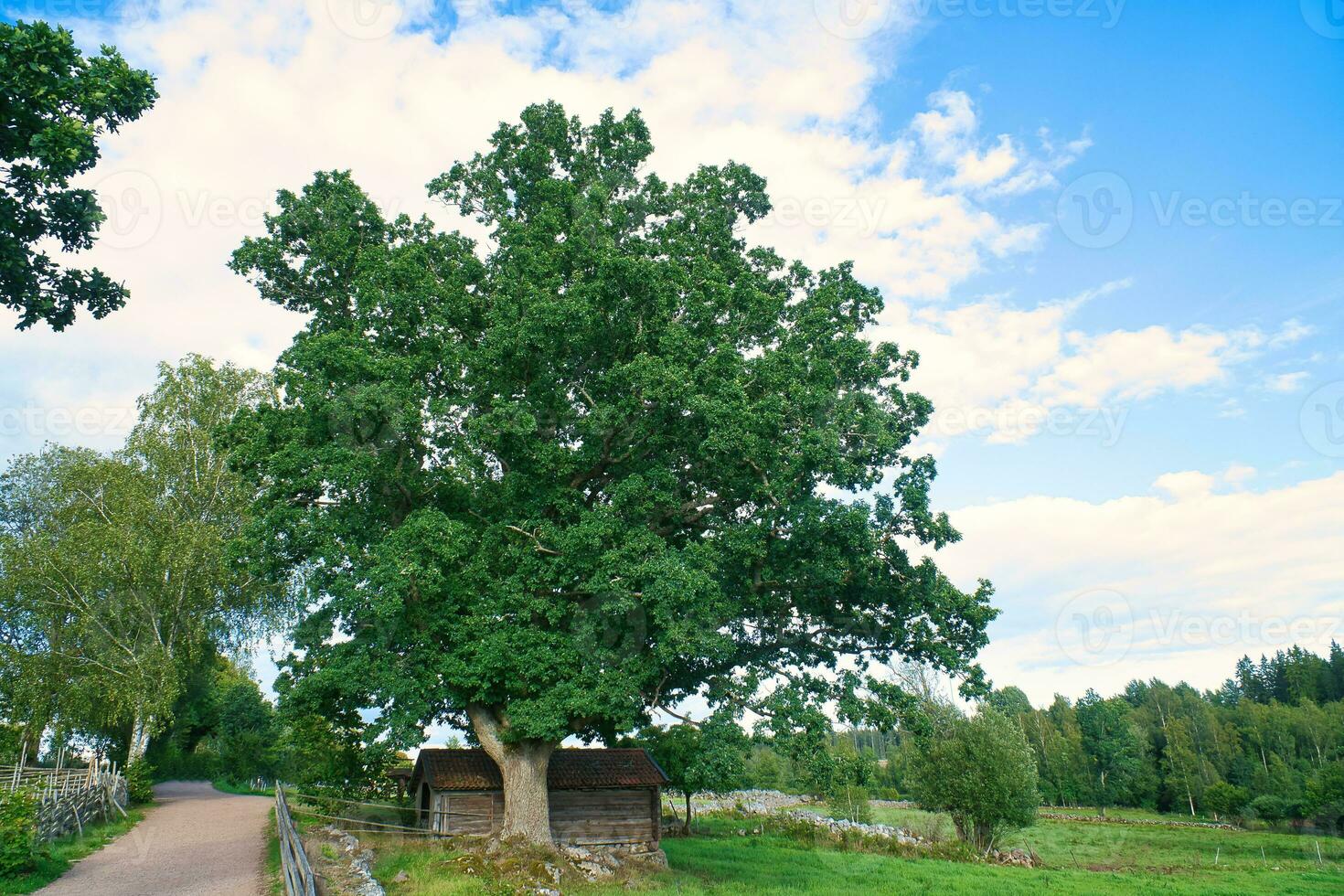 gammal ek träd på en vid vägkanten nära en äng. fält med gräs, blå himmel. landskap foto