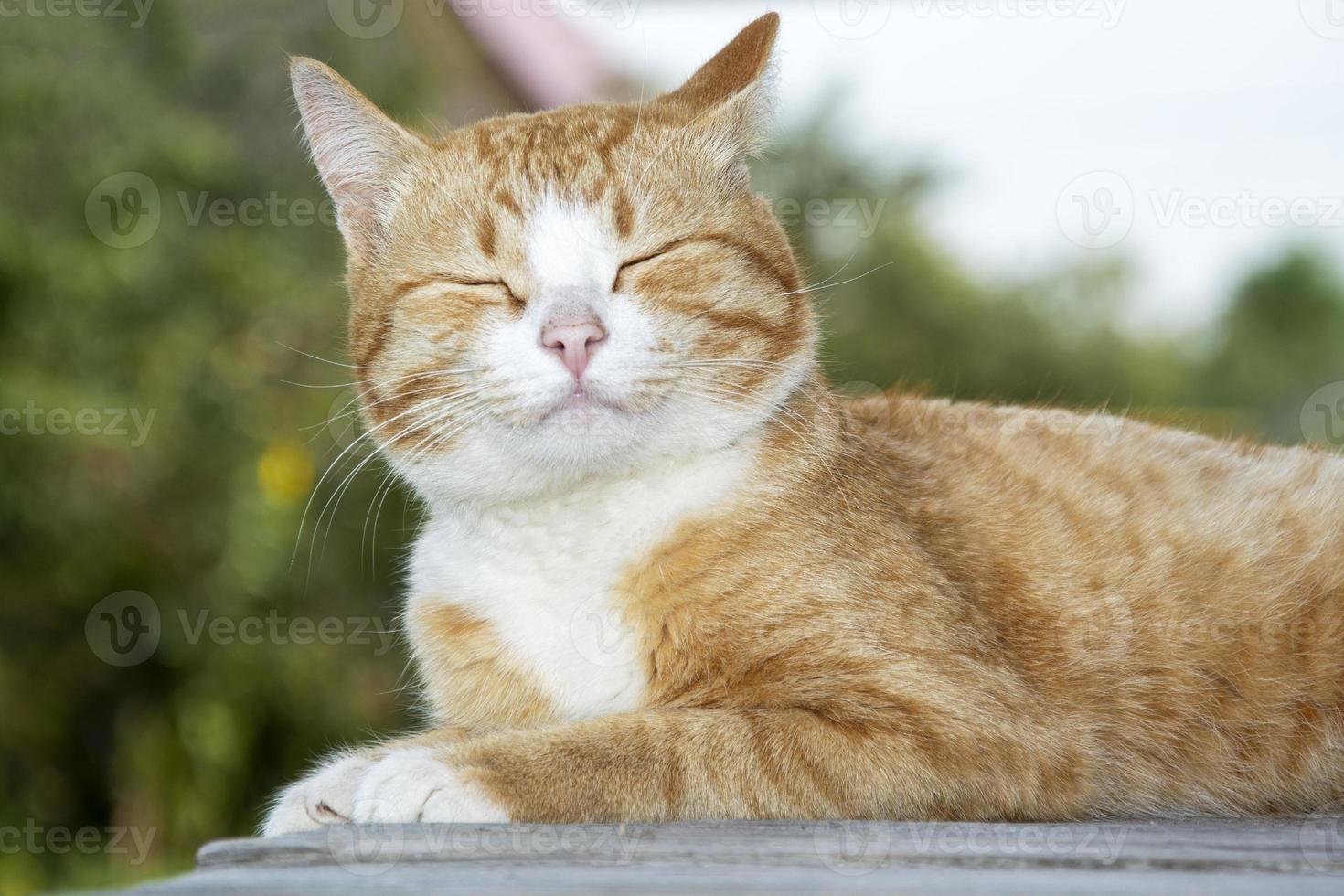 ingefära kattunge på nära håll. porträtt av en söt tabby katt närbild liggande foto