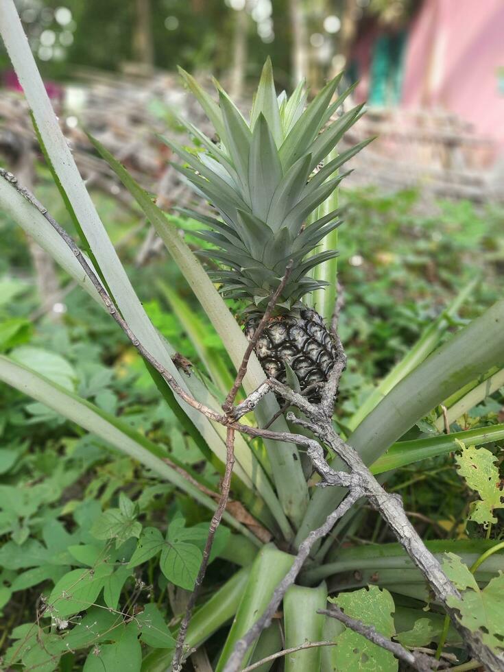 ananas växt natur skön bakgrund bilder foto