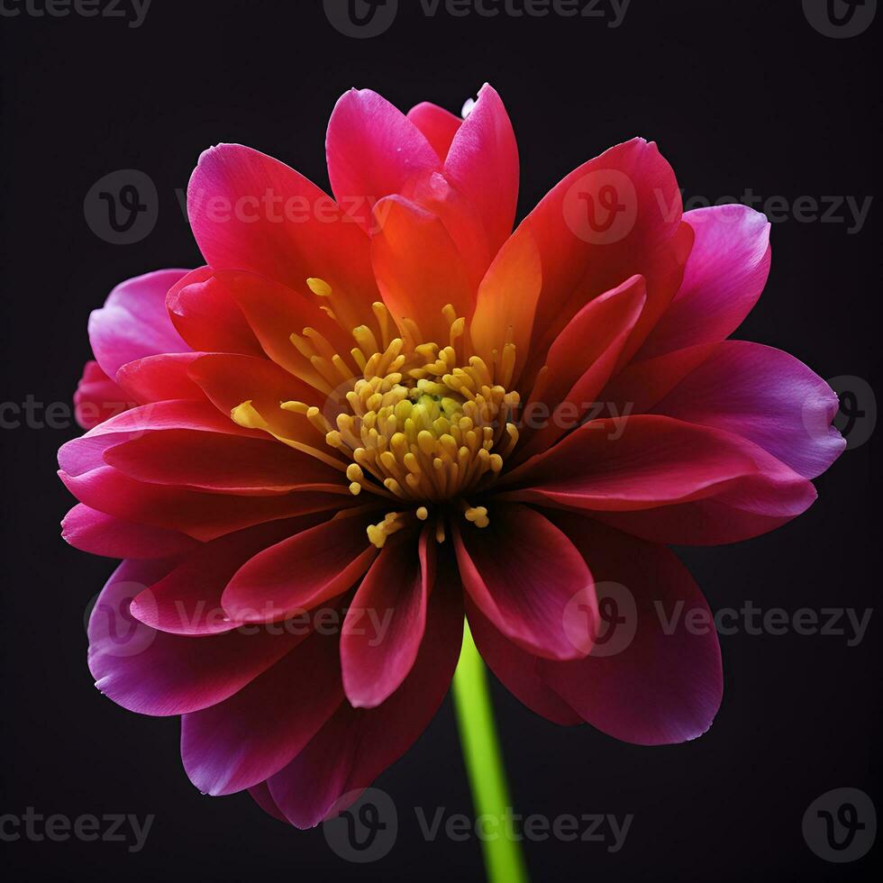 en närbild av en ljust färgad blomma mot en mörk bakgrund. ai generativ foto