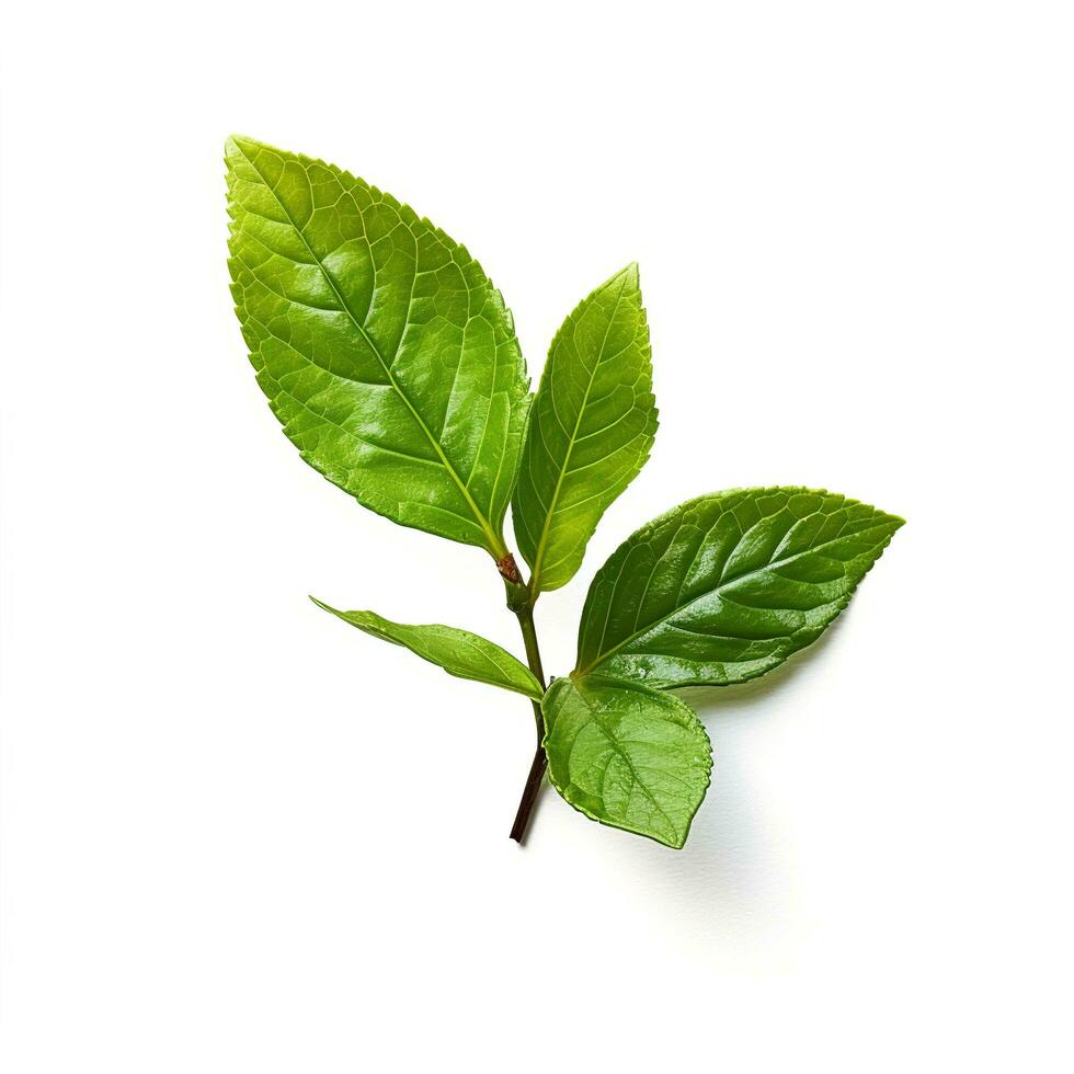 grön blad isolerat på vit bakgrund ai genererad foto