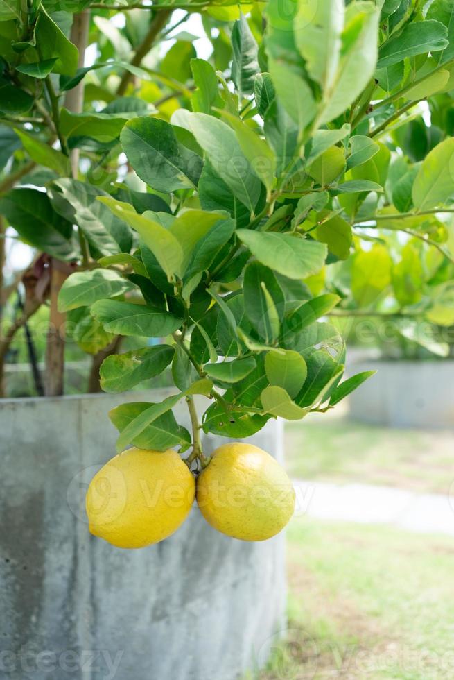 färsk citron som hänger på trädet i gården foto