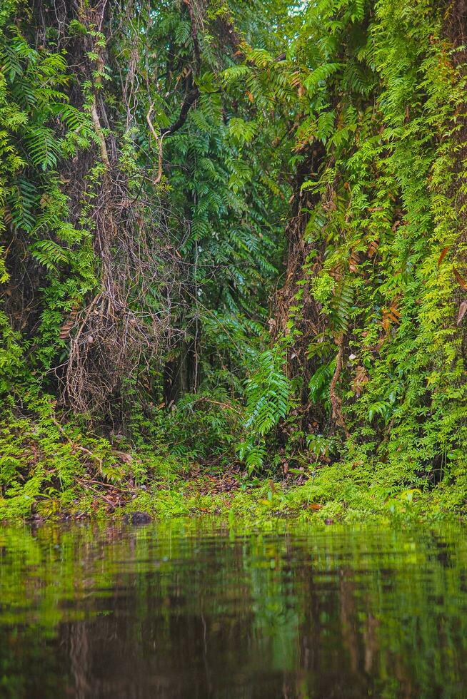 thailands rayong botanisk trädgård är en mangrove skog med härlig träd den där reflektera på de närliggande sjö. foto