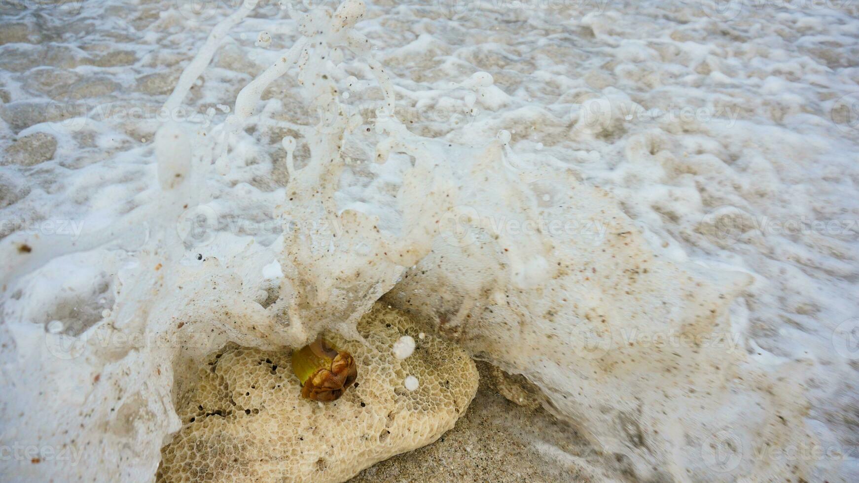 koraller rev och små eller omogen eller ung kokos på de sand träffa förbi vågor av blå hav vatten med skum. se skön tropisk strand med vågor, sand strand och på marina strand i kalianda, lampung foto