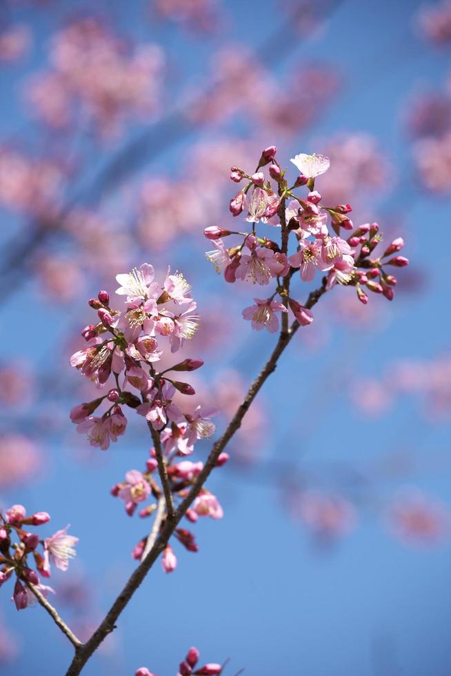 körsbärsblommor i hokkaido foto