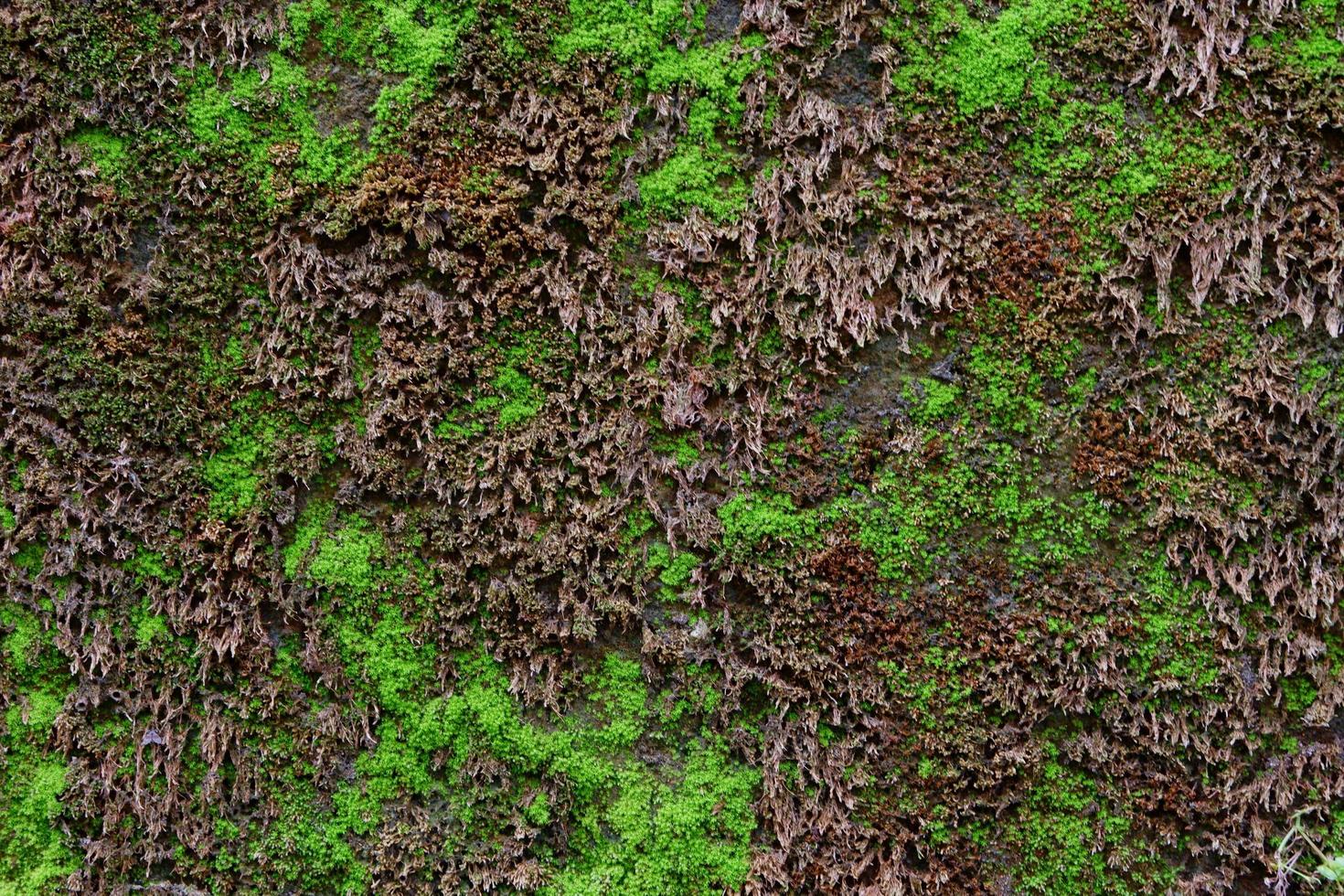 närbild av grön mossstruktur på den gamla väggen för bakgrund foto