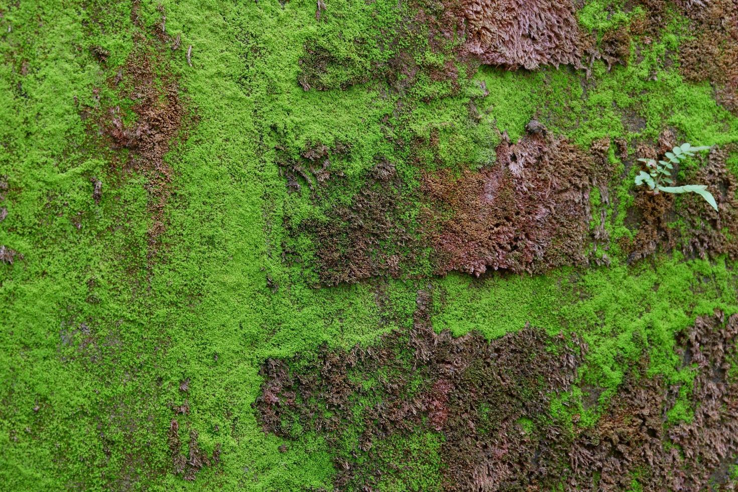närbild av grön mossstruktur på den gamla väggen för bakgrund foto