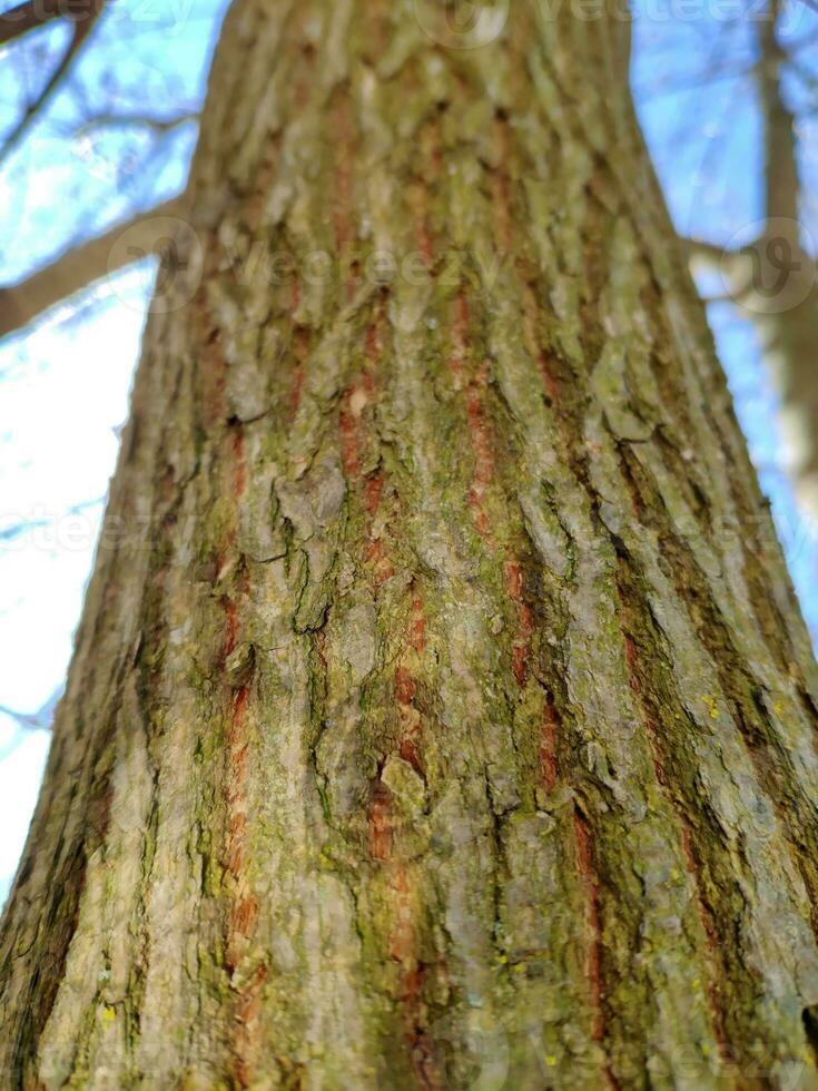 bark mönster stänga se, naturlig skog bakgrund foto