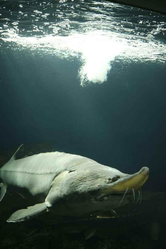 stör fisk simning i de vatten foto