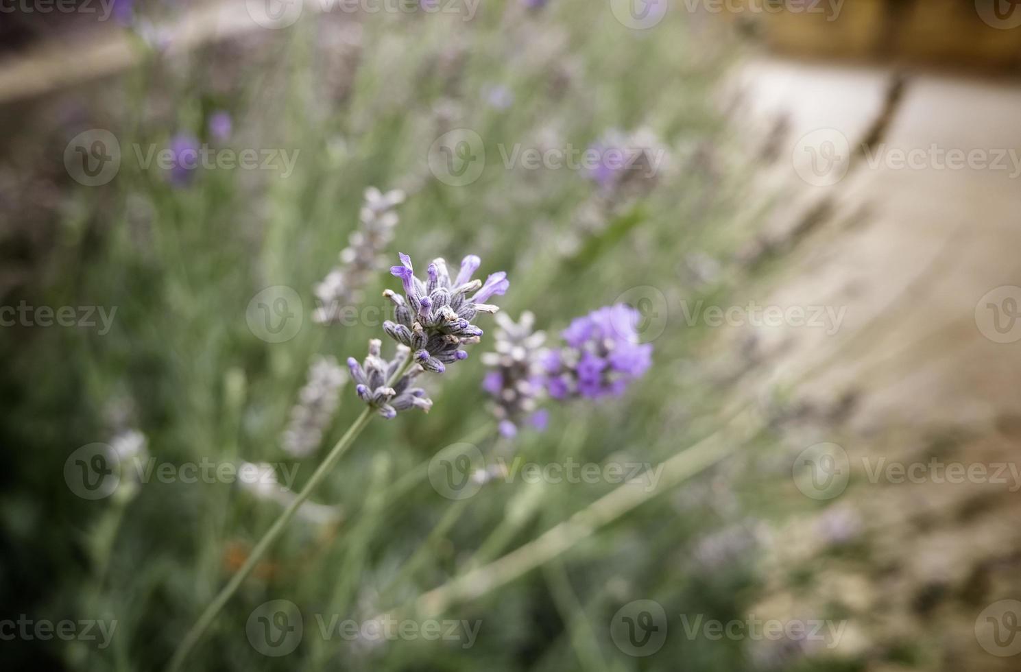 lavendelblommor i en trädgård foto