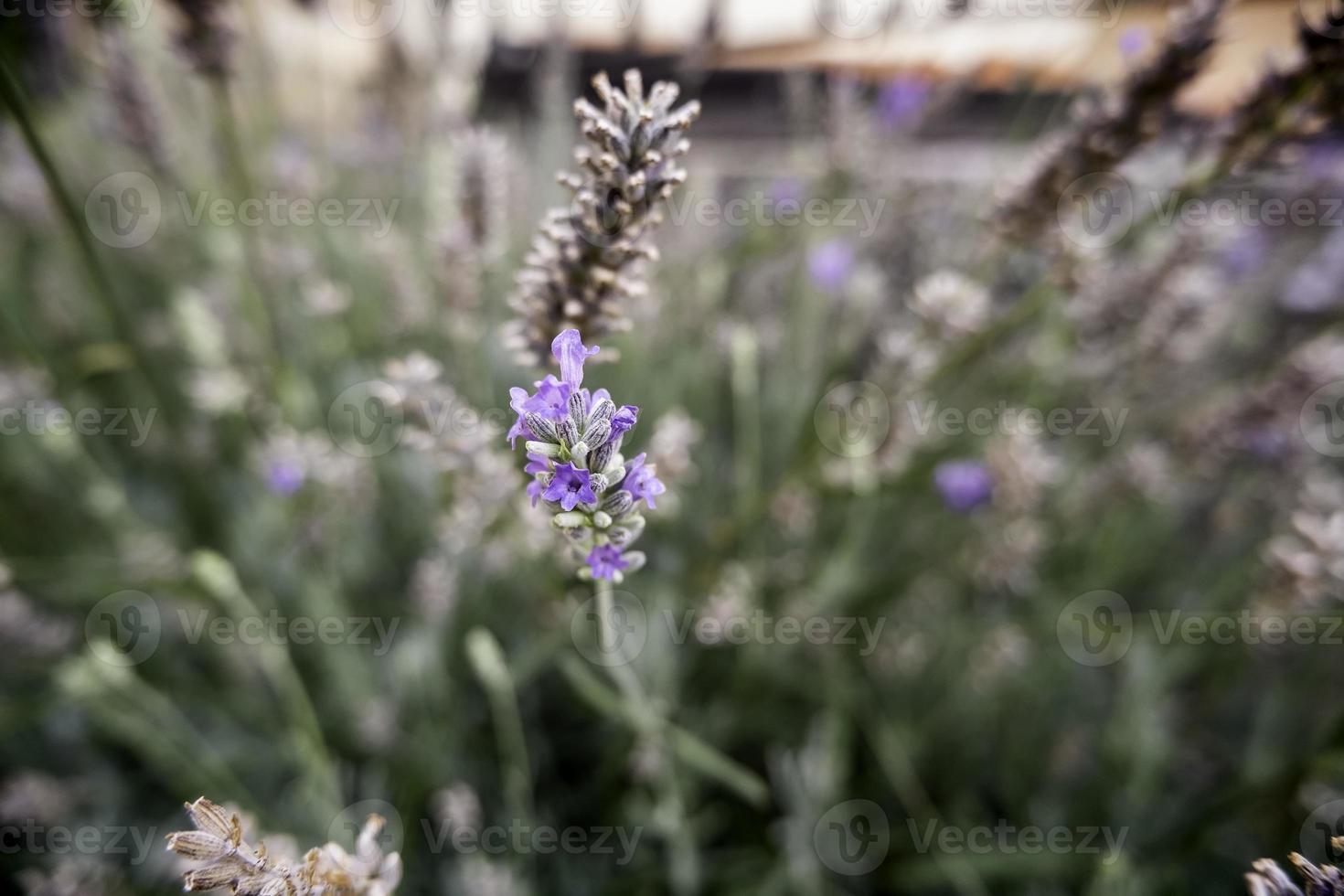 vilda lavendelblommor foto