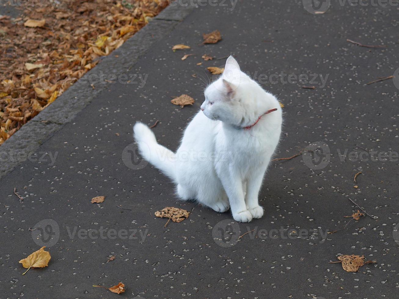 vit katt på trottoaren foto
