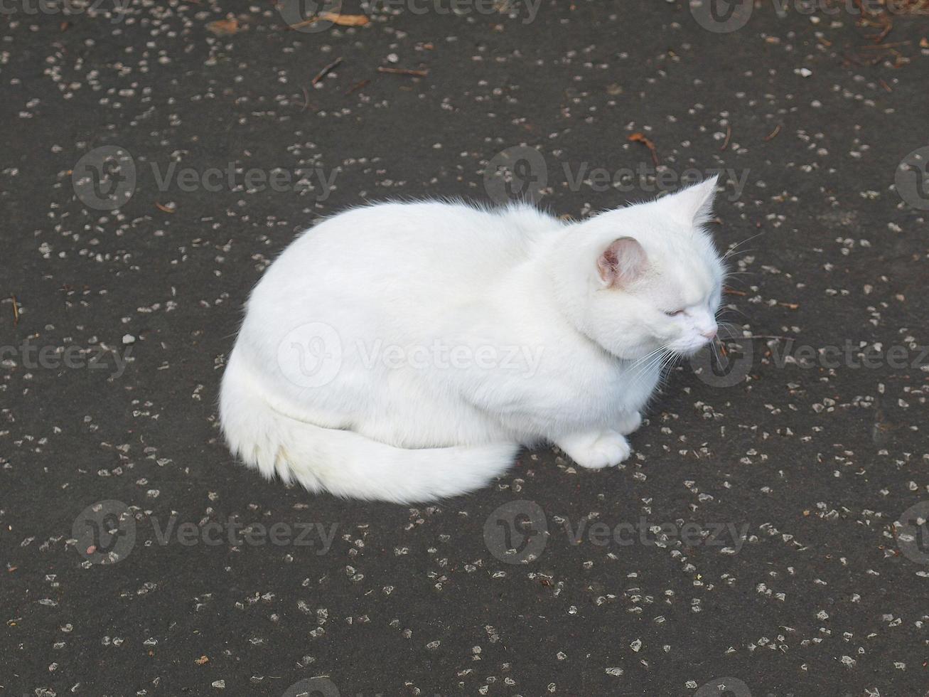 vit katt på trottoaren foto