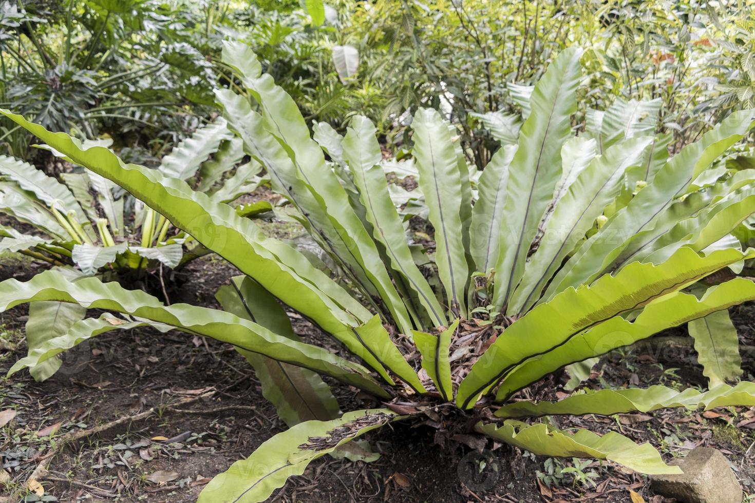 vacker grön växt med långa löv i perdana botaniska trädgårdar. foto