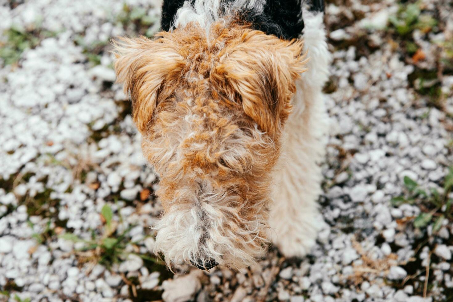 porträtt av en skön ung räv terrier på en promenad med en clearing och hus i de bakgrund foto