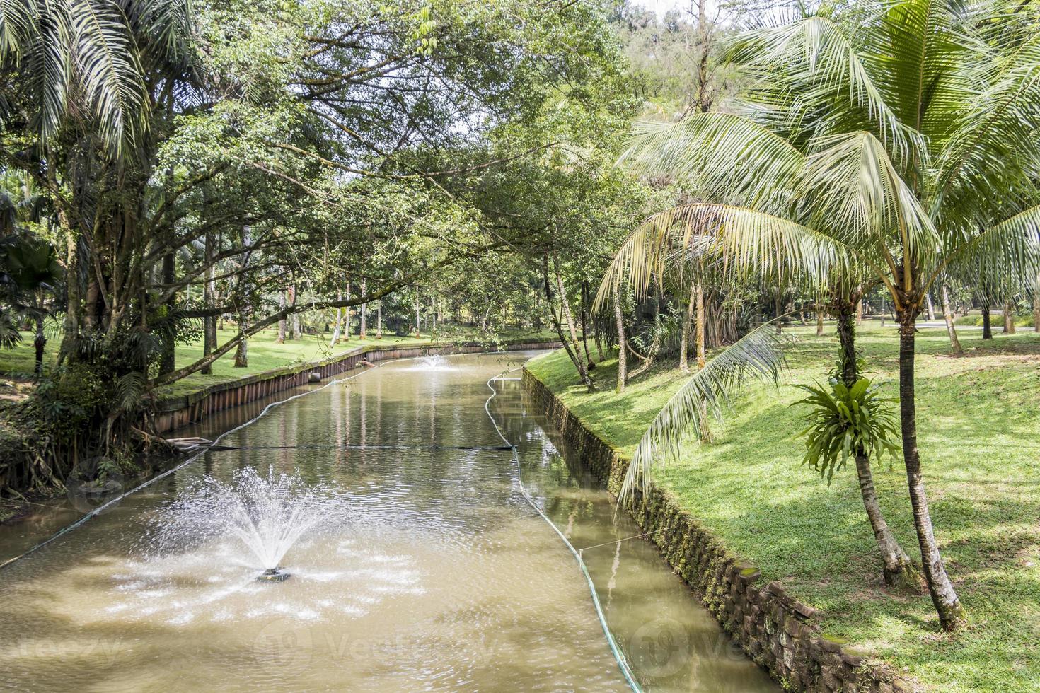 tropisk damm eller flod med palmer perdana botaniska trädgård. foto