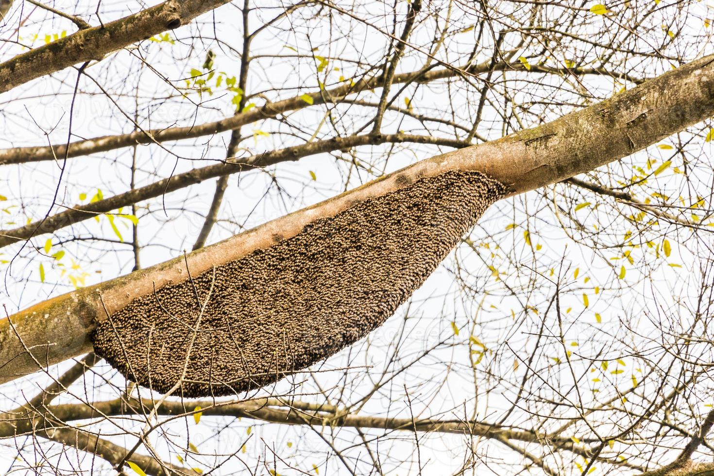 apis dorsata jätte honungsbin bo perdana botaniska trädgårdar, Malaysia. foto