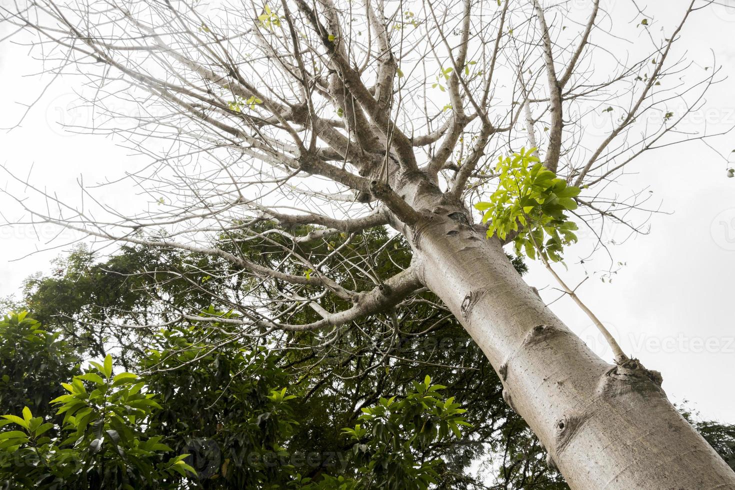 adansonia digitata baobabträd i den tropiska naturen i Malaysia. foto