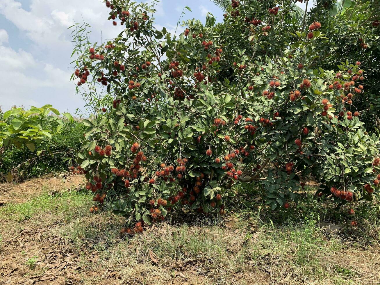 de rambutan frukt är mogen, där är så många av dem den där de Rör de jord. foto