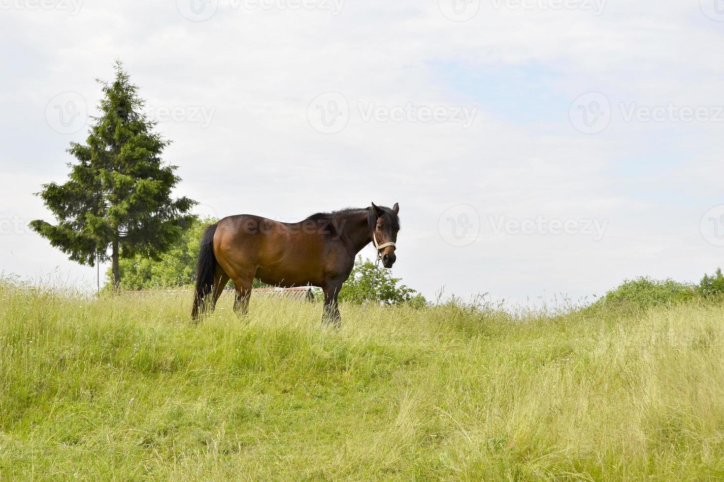 vacker vildhäst hingst på sommarblommaäng foto